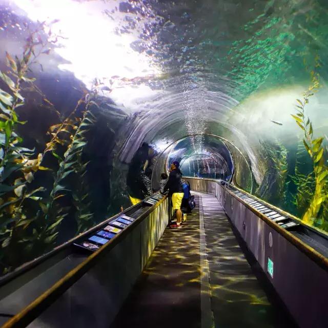 Uma família observa a vida marinha dentro de um túnel no Aquário da Baía